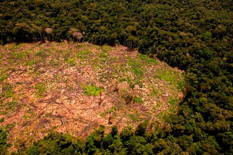 Giant Rainforest Trees