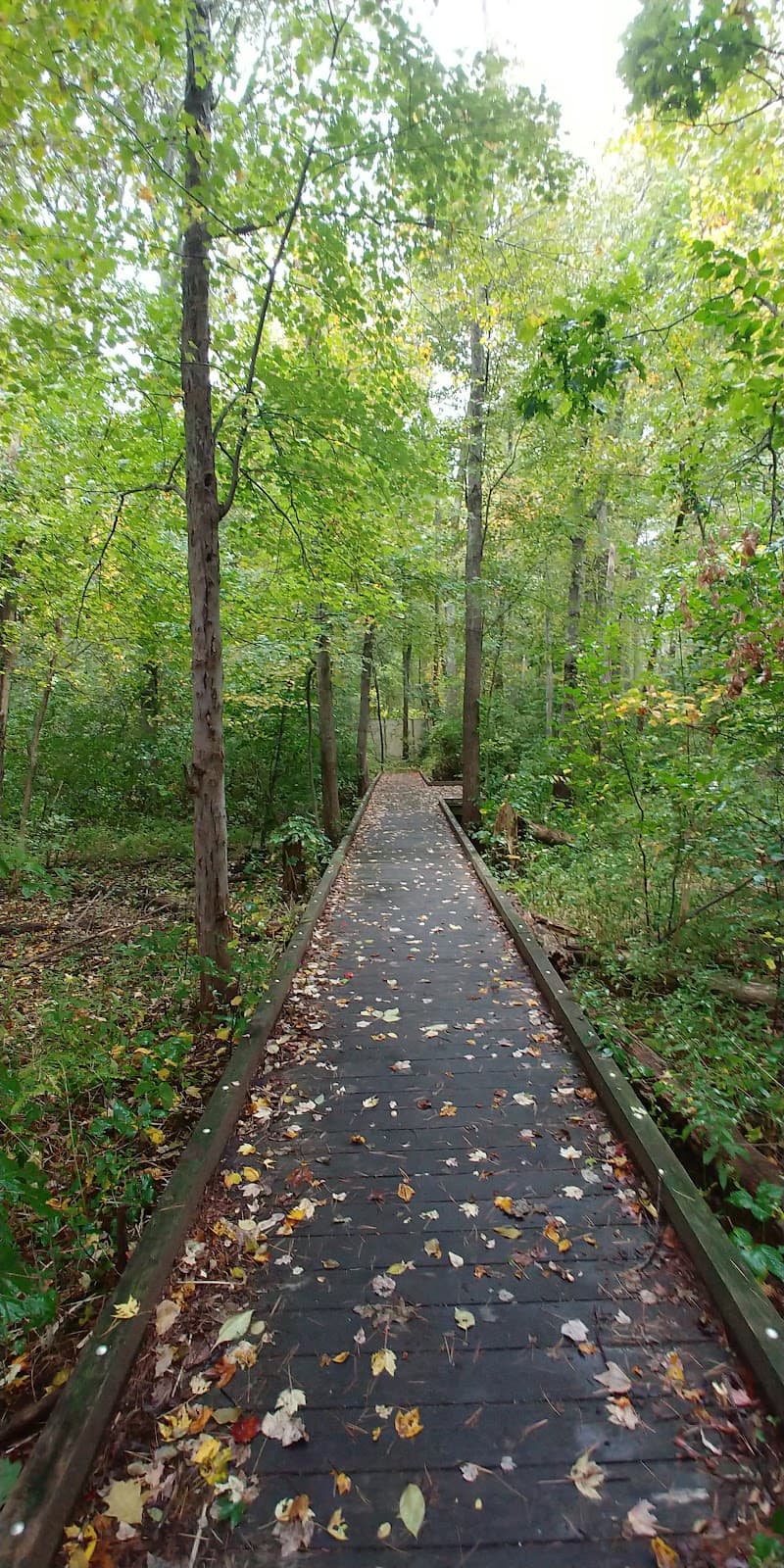 Dow Brook Conservation Area - Image 1