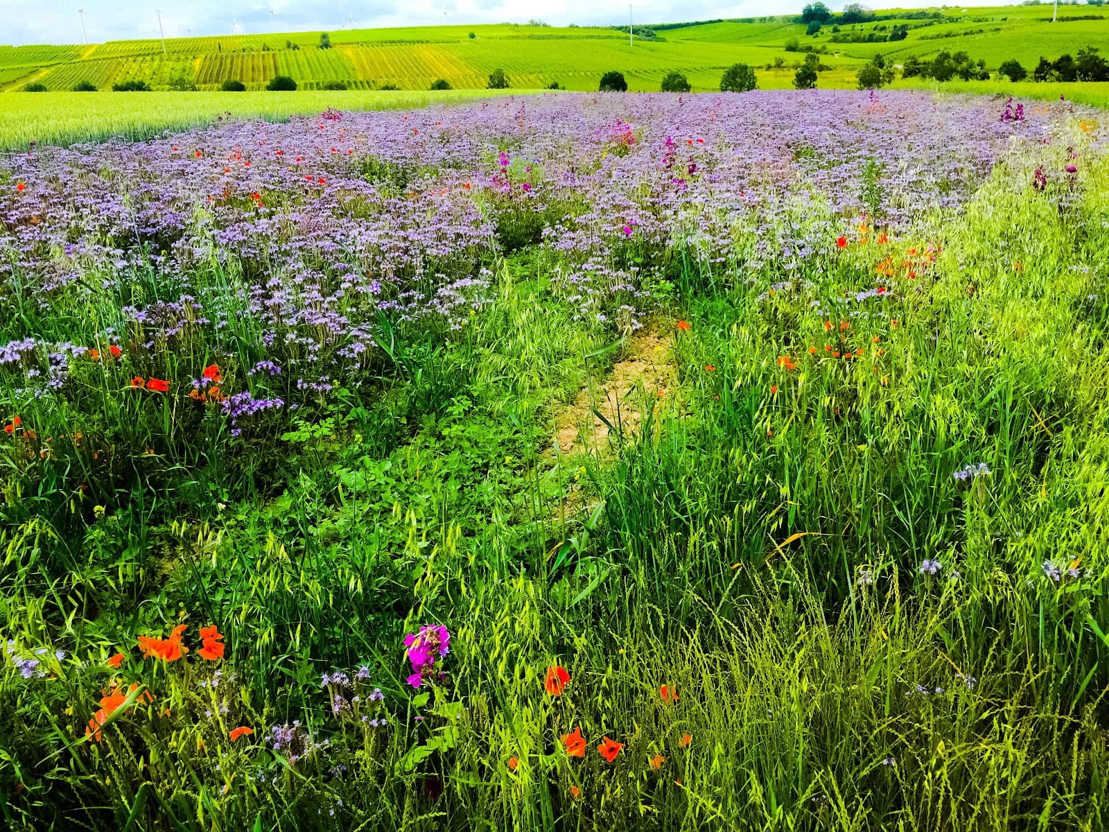 Historic Town Square (Marktplatz)