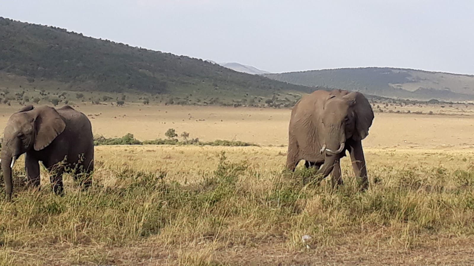 Mara Triangle Maasai Mara - Image 1