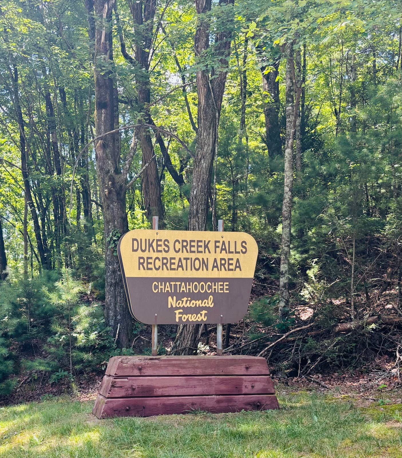 Lush Forest Ambiance