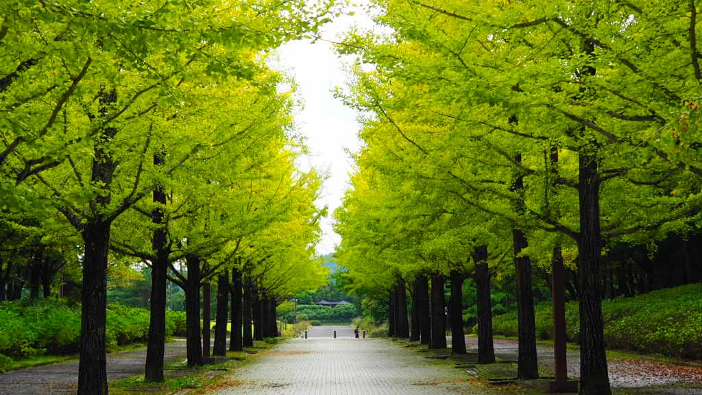 Azuma Sports Park - Image 1