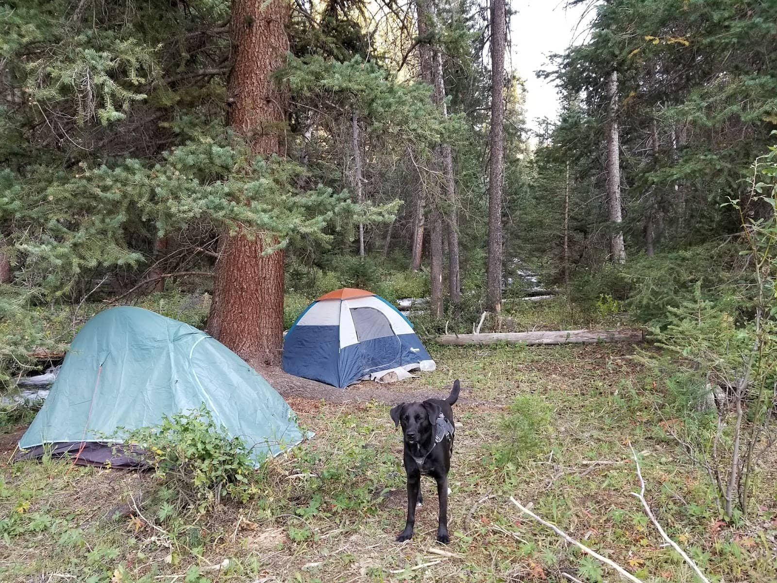 Moose & Elk Encounters