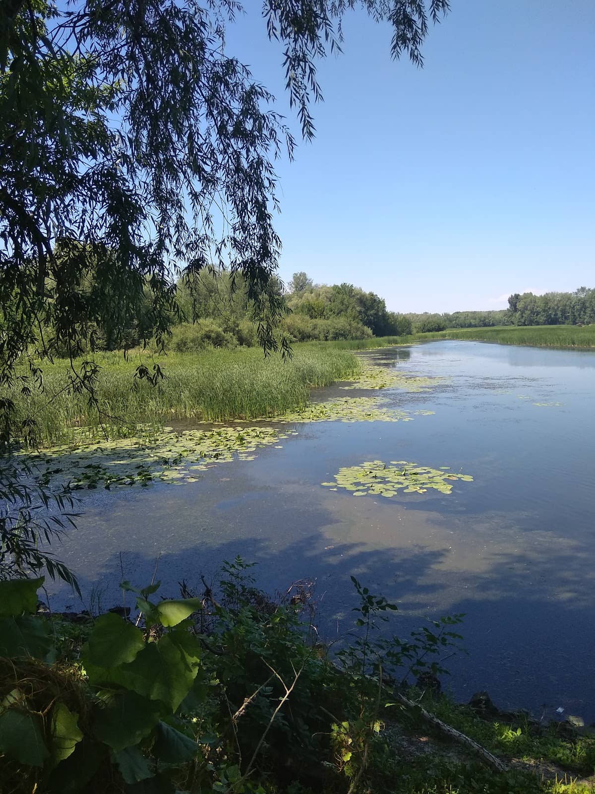 Local Cafes and Shops