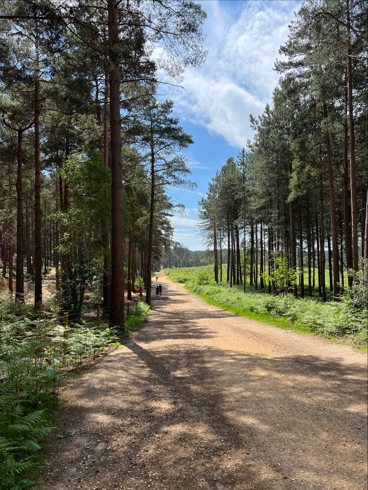 Wild Roller Ball Runs