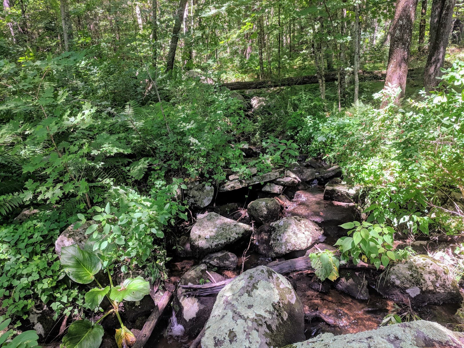 Brimfield State Forest - Image 1