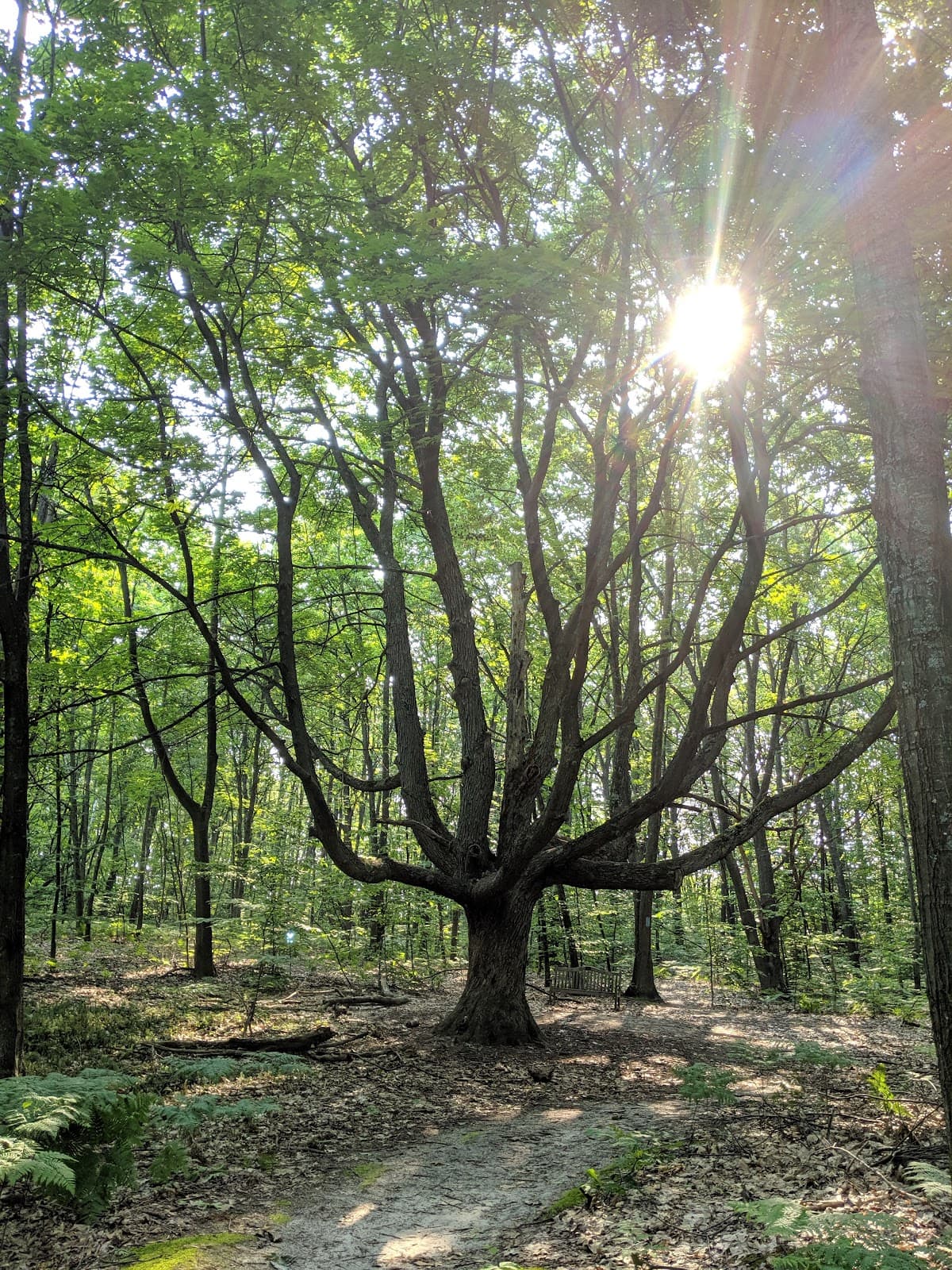 Houdek Dunes Natural Area - Image 1
