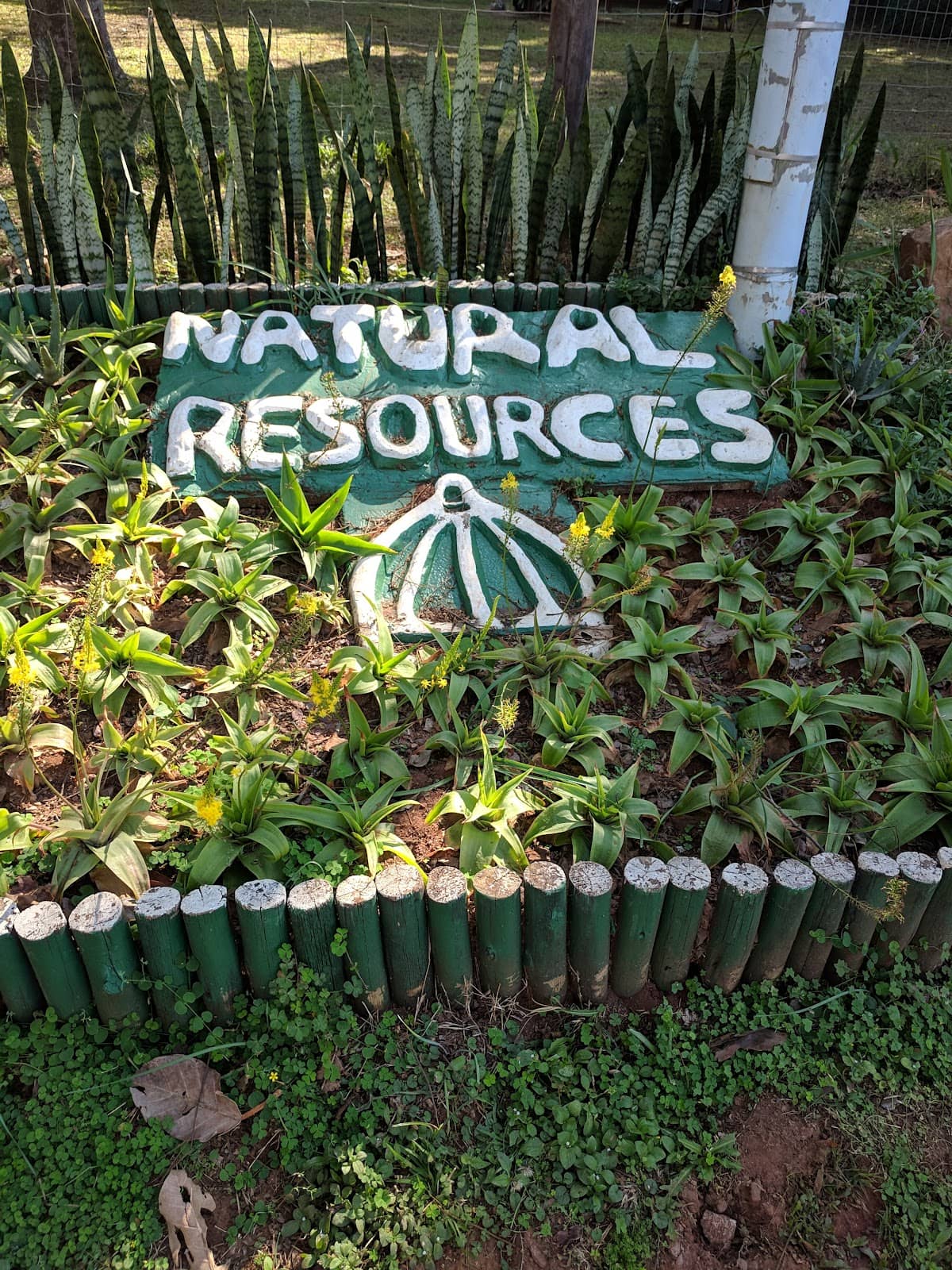 Photographer's Dream