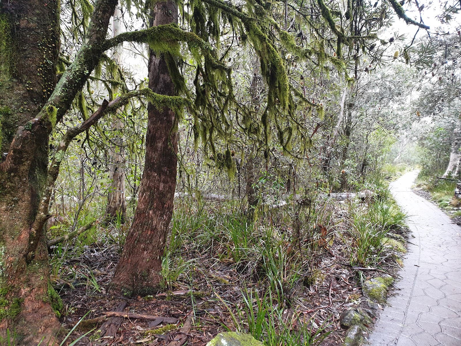 Devils Hole Lookout Barrington Tops National Park - Image 1