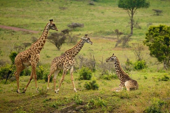 Arusha National Park - Image 1