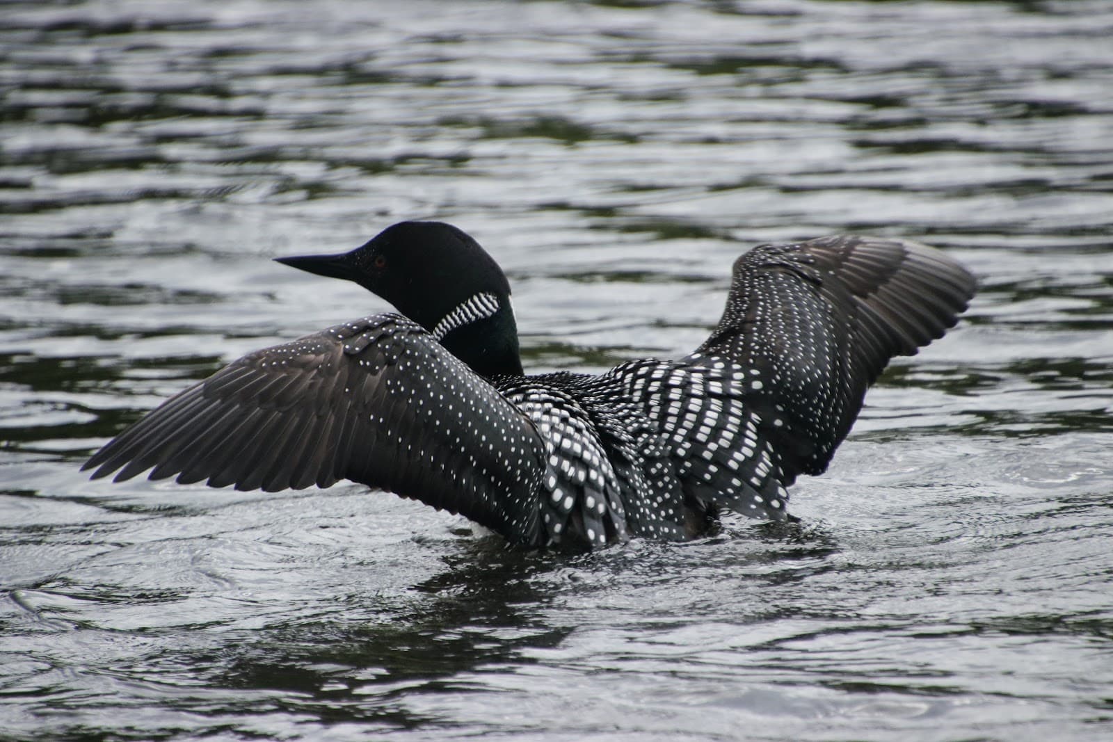 Basswood Lake - Image 1