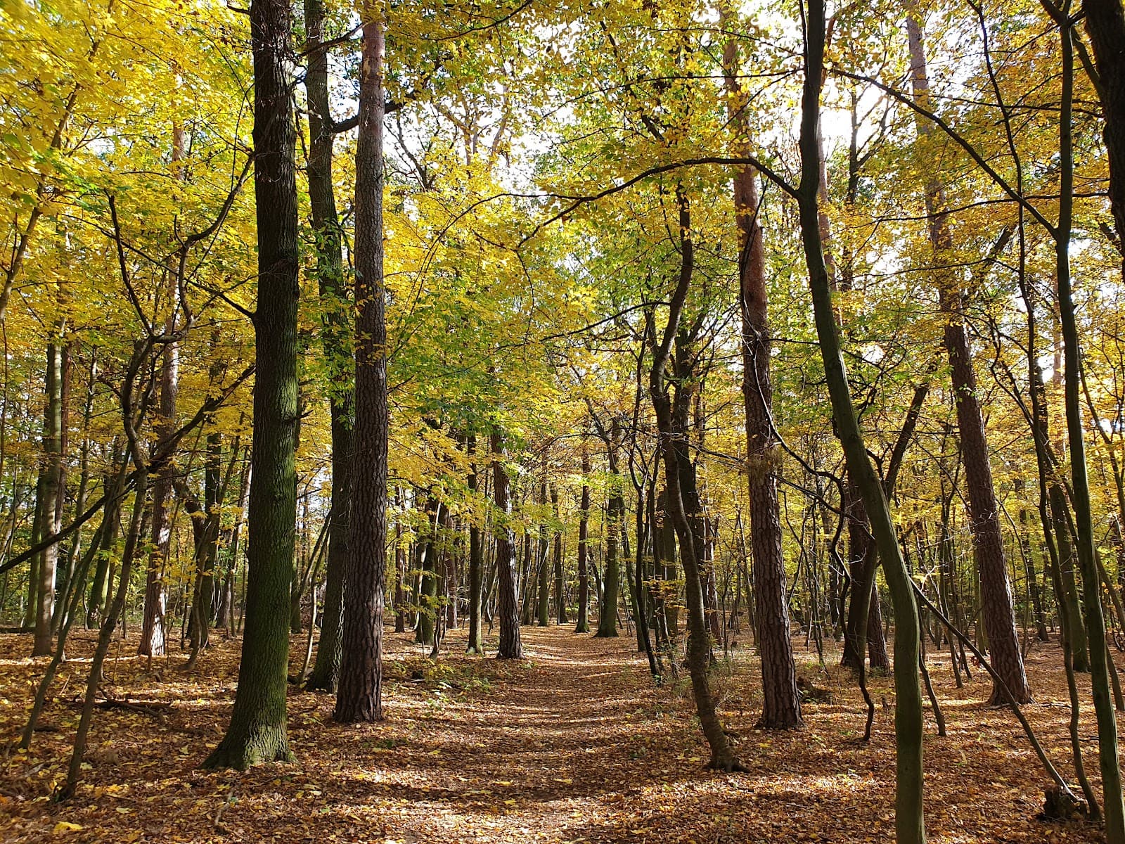 Dölauer Heide - Image 1