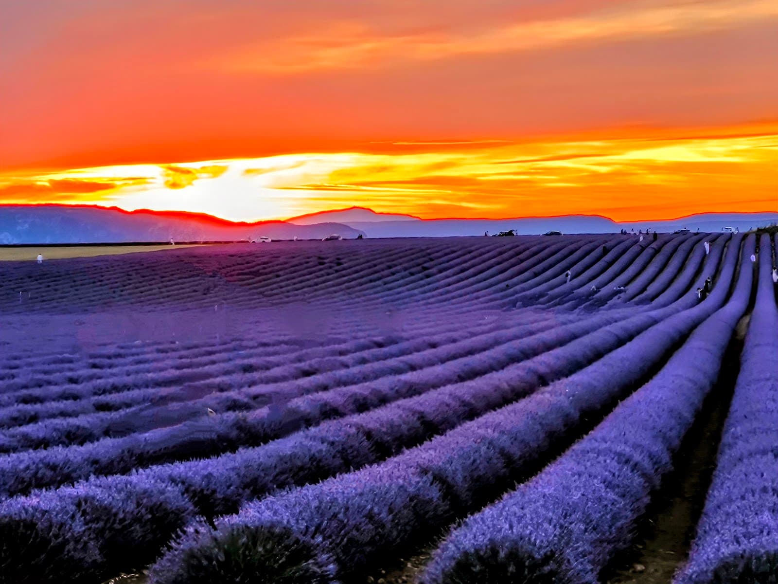 Valensole Plateau (Lavender) - Image 1