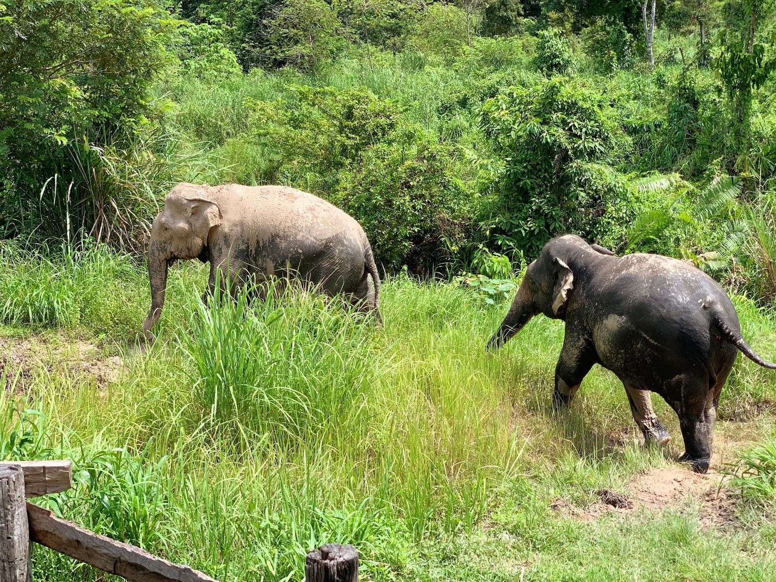Cambodia Wildlife Sanctuary Siem Reap - Image 1