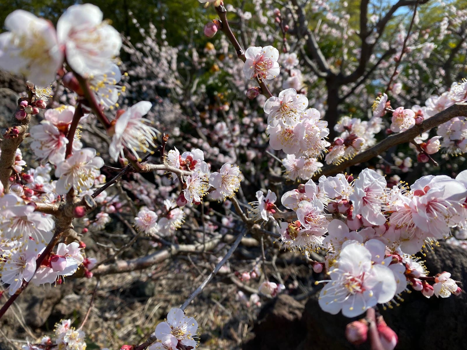 Norimae Ecological Park - Image 1