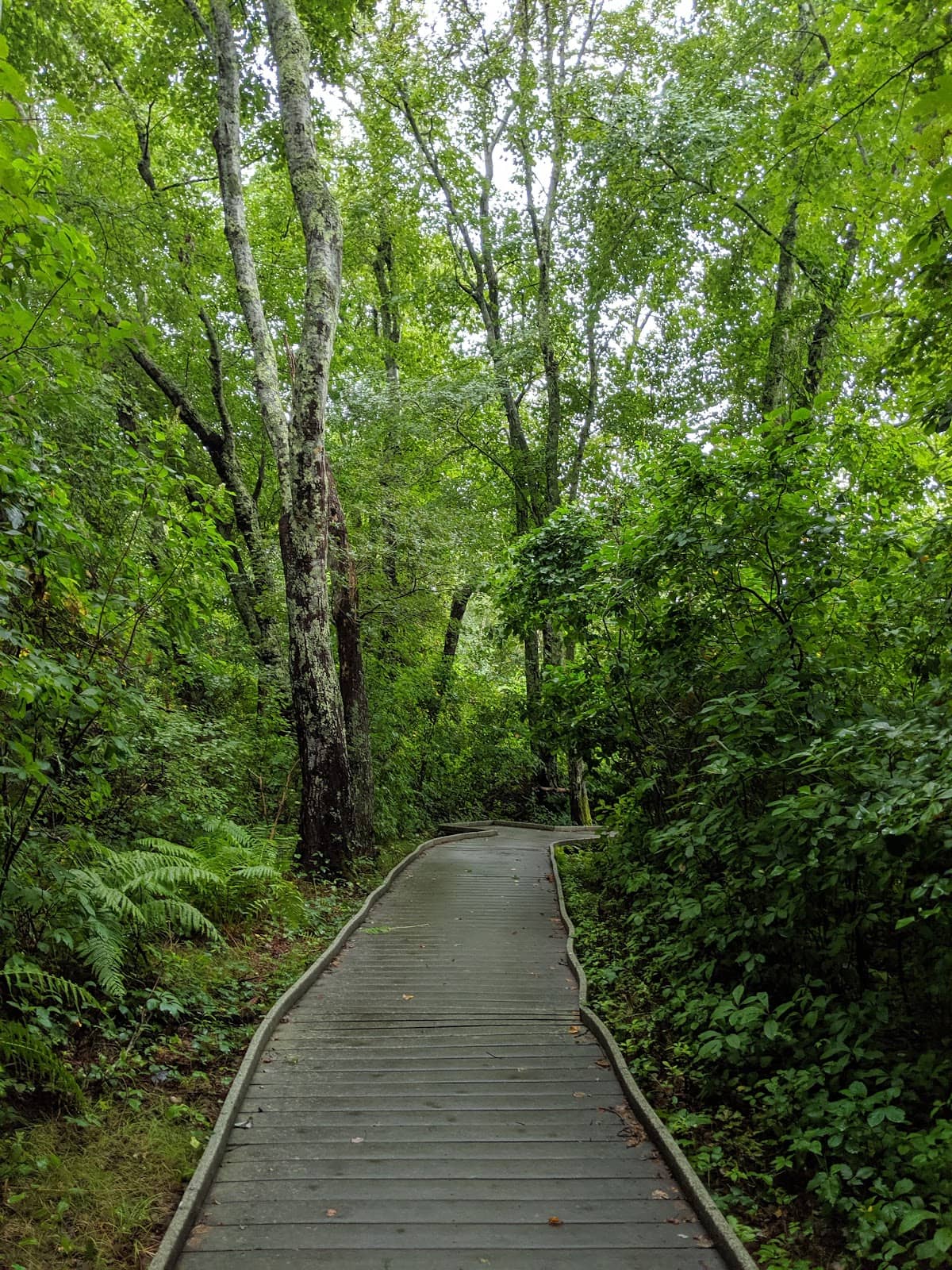 Peaceful Nature Walk
