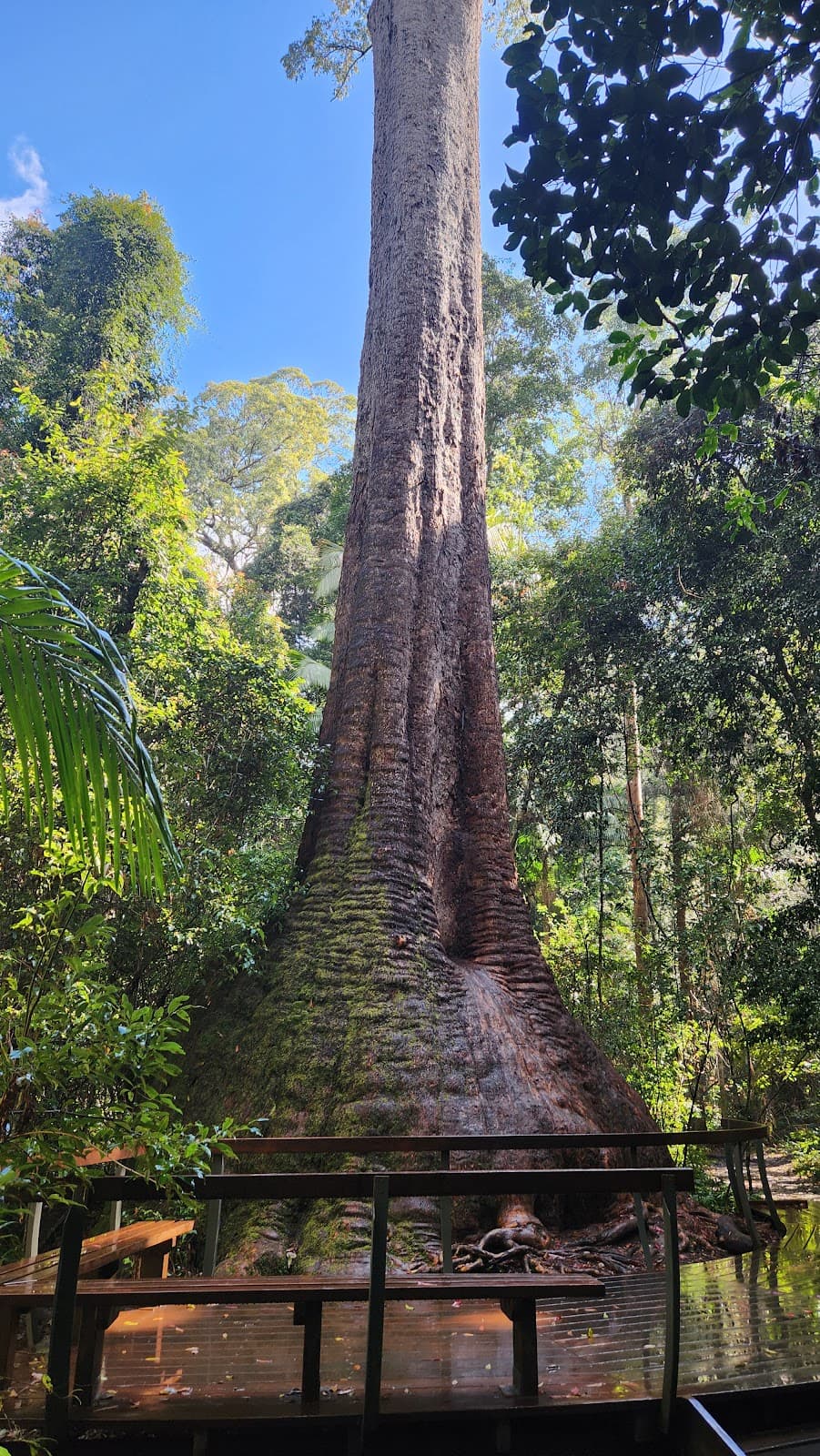 Old Bottlebutt Burrawan State Forest - Image 1