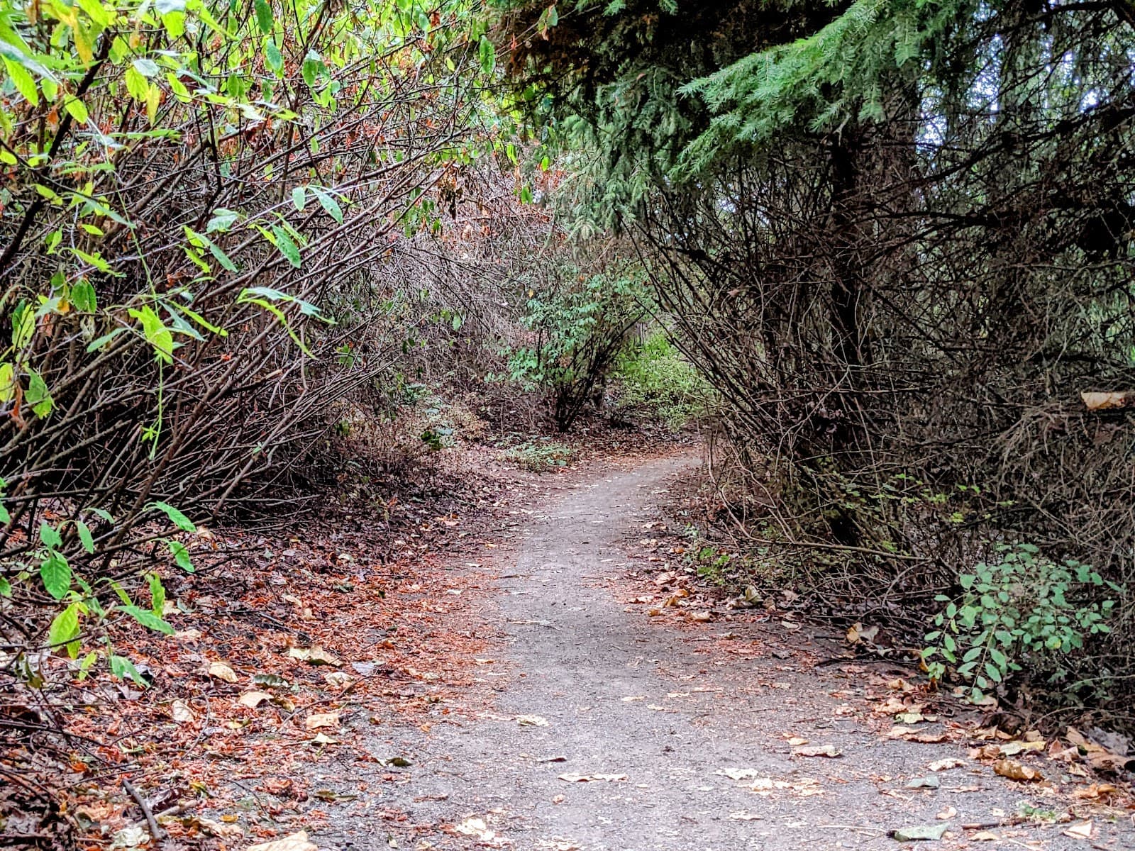 Codiga Park - Image 1