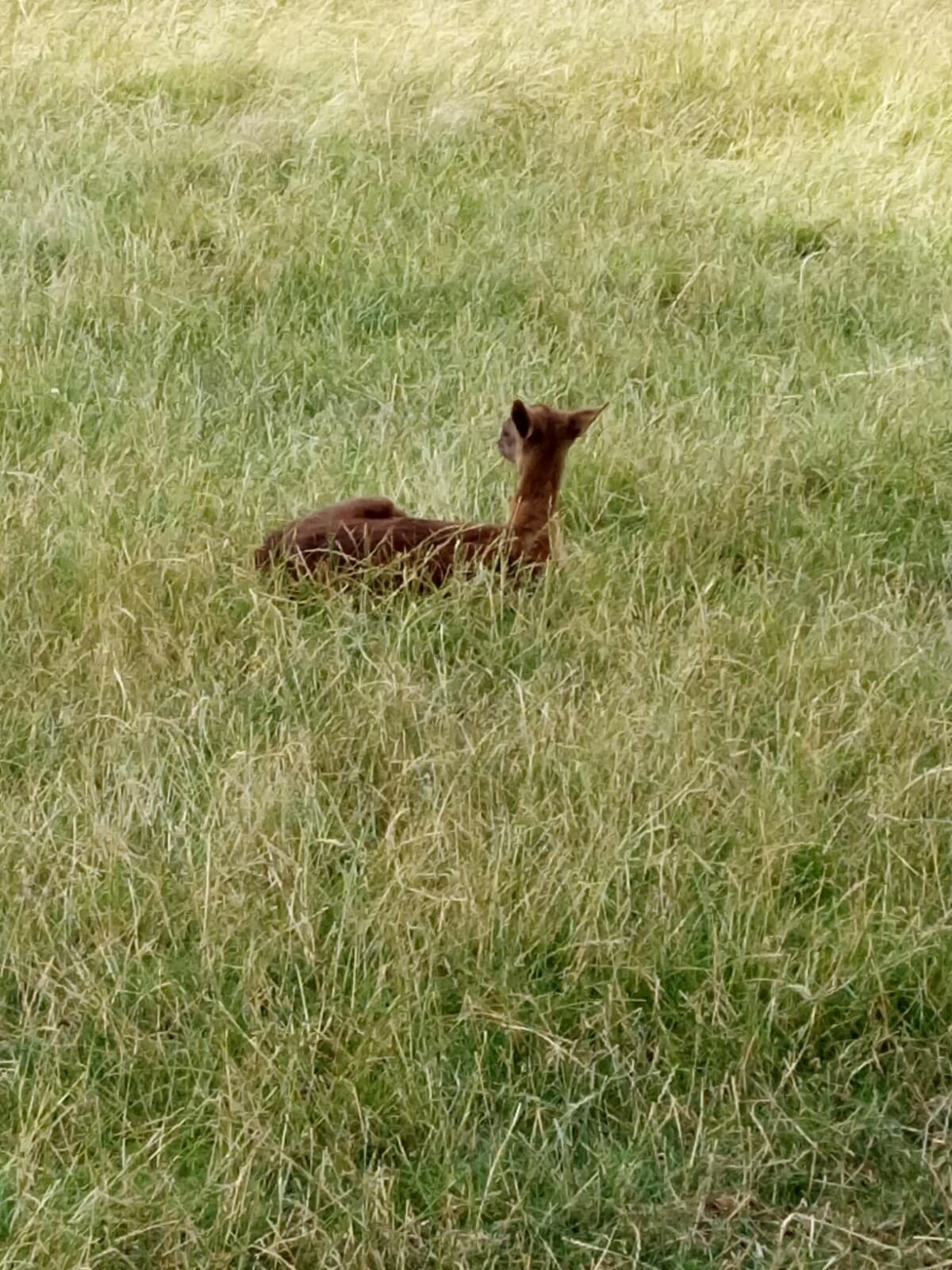 Lainzer Tiergarten - Image 1