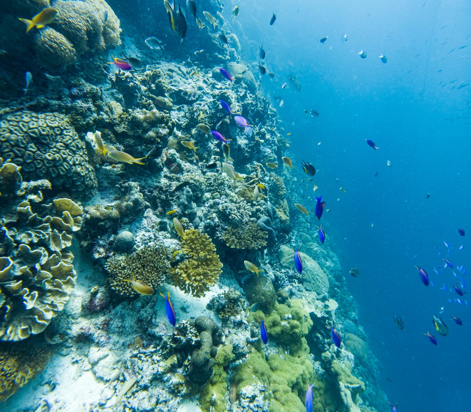 Talima Marine Sanctuary - Image 1