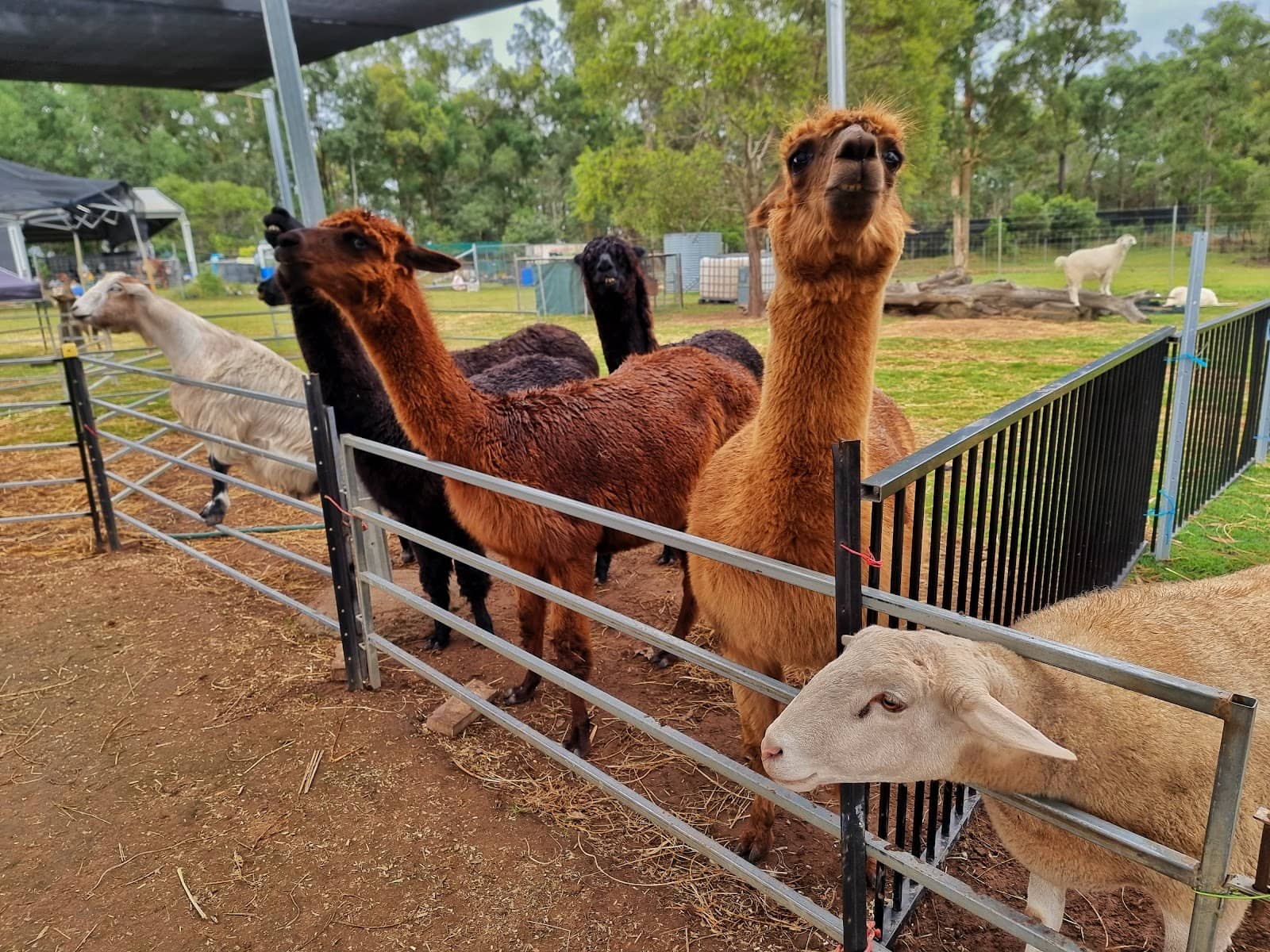 Surprise Aviary & Dinosaur Walk