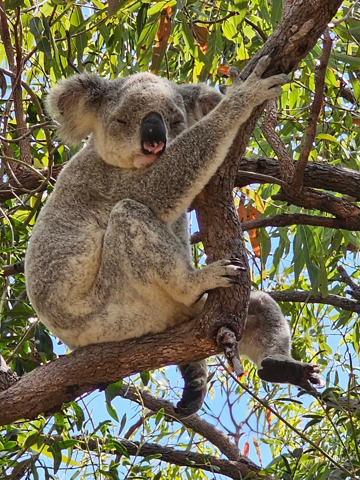 Forts Walk Magnetic Island - Image 1