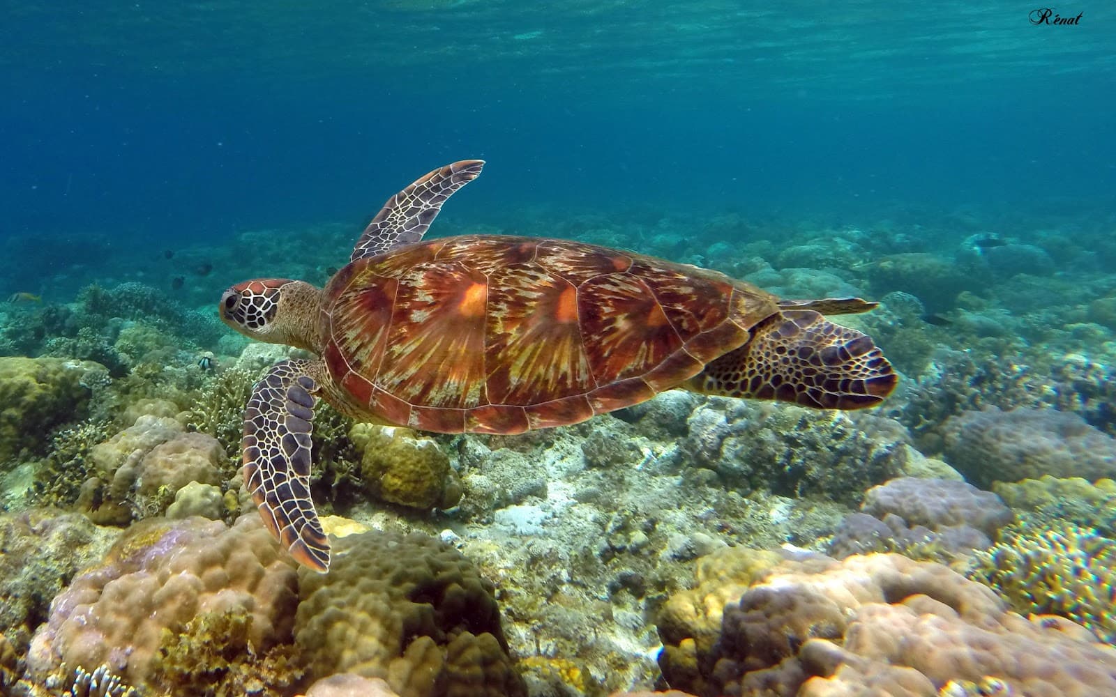 Apo Island - Image 1