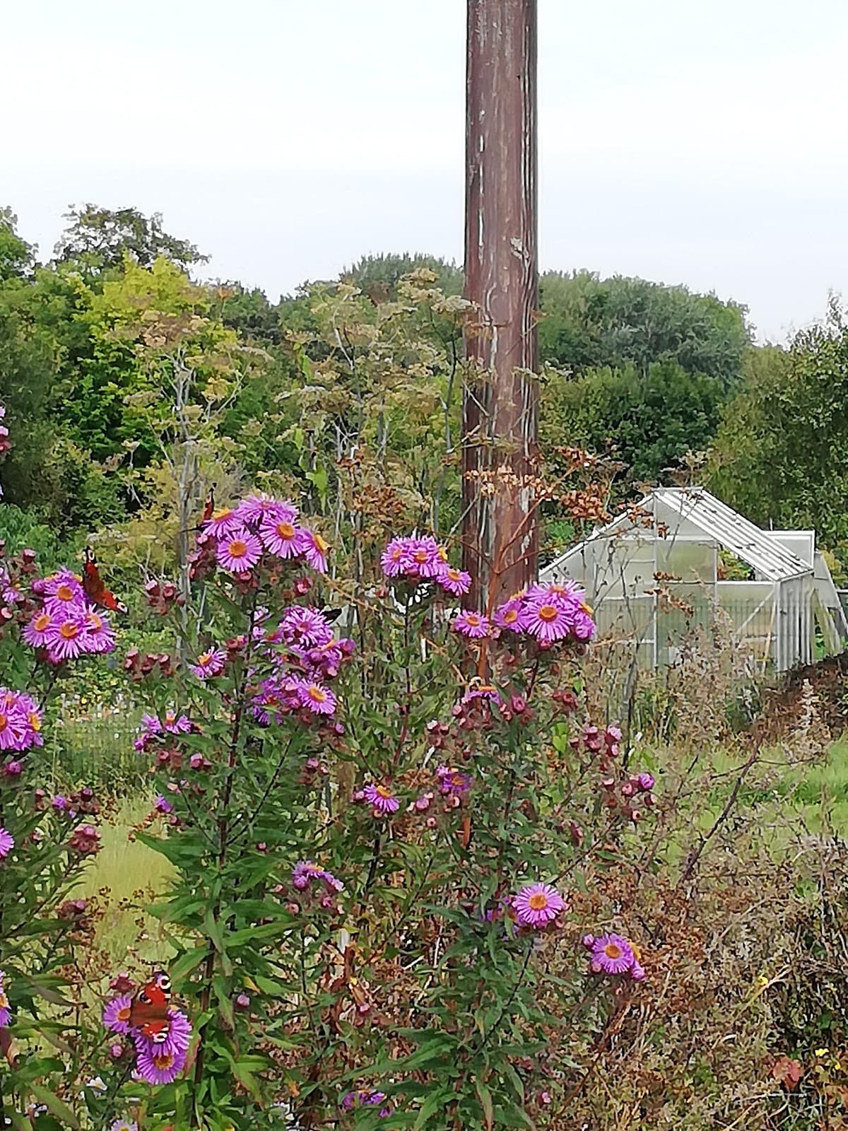 Parc de la Mie au Roy - Image 1