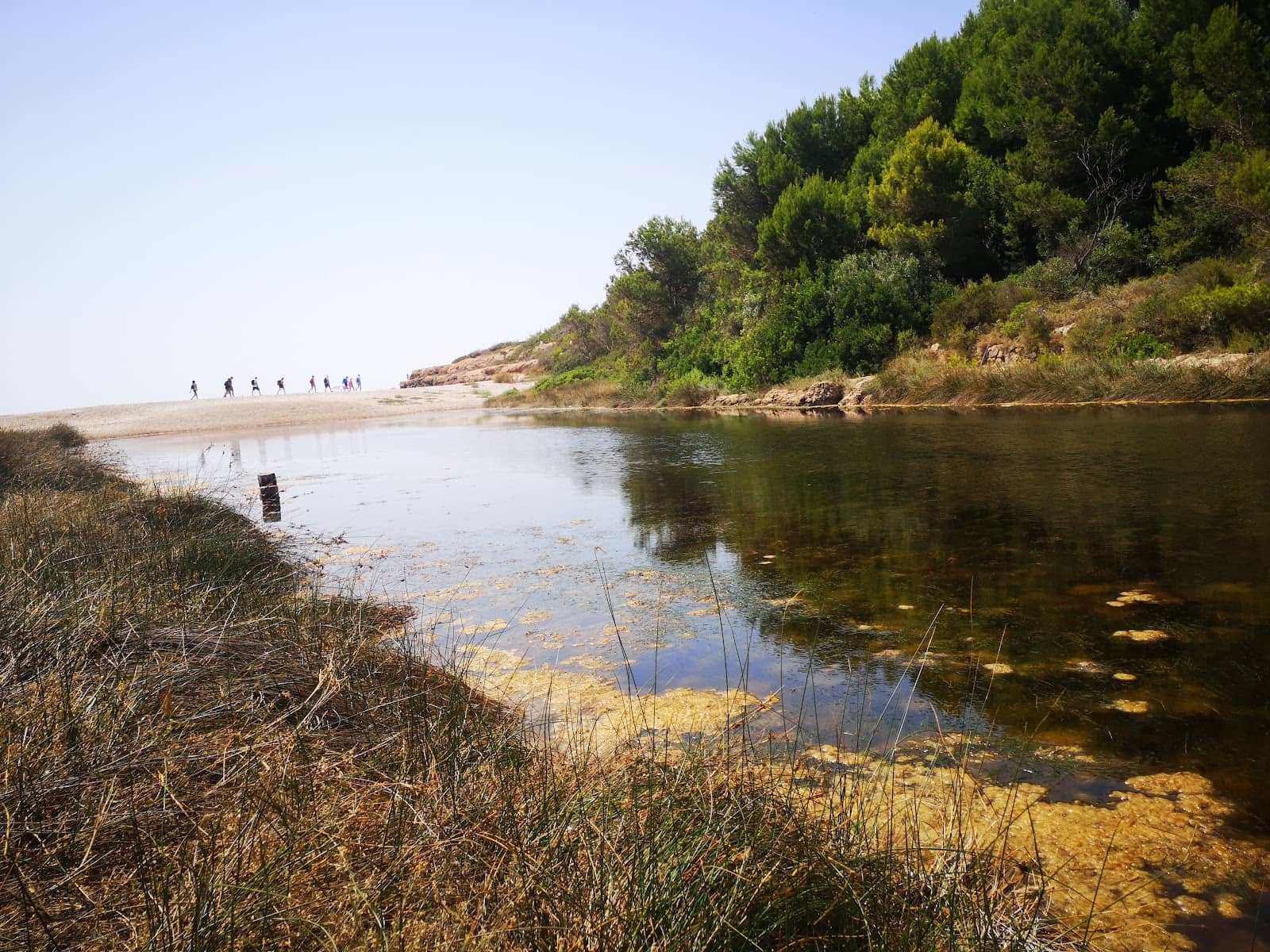 Abundant Marine Life