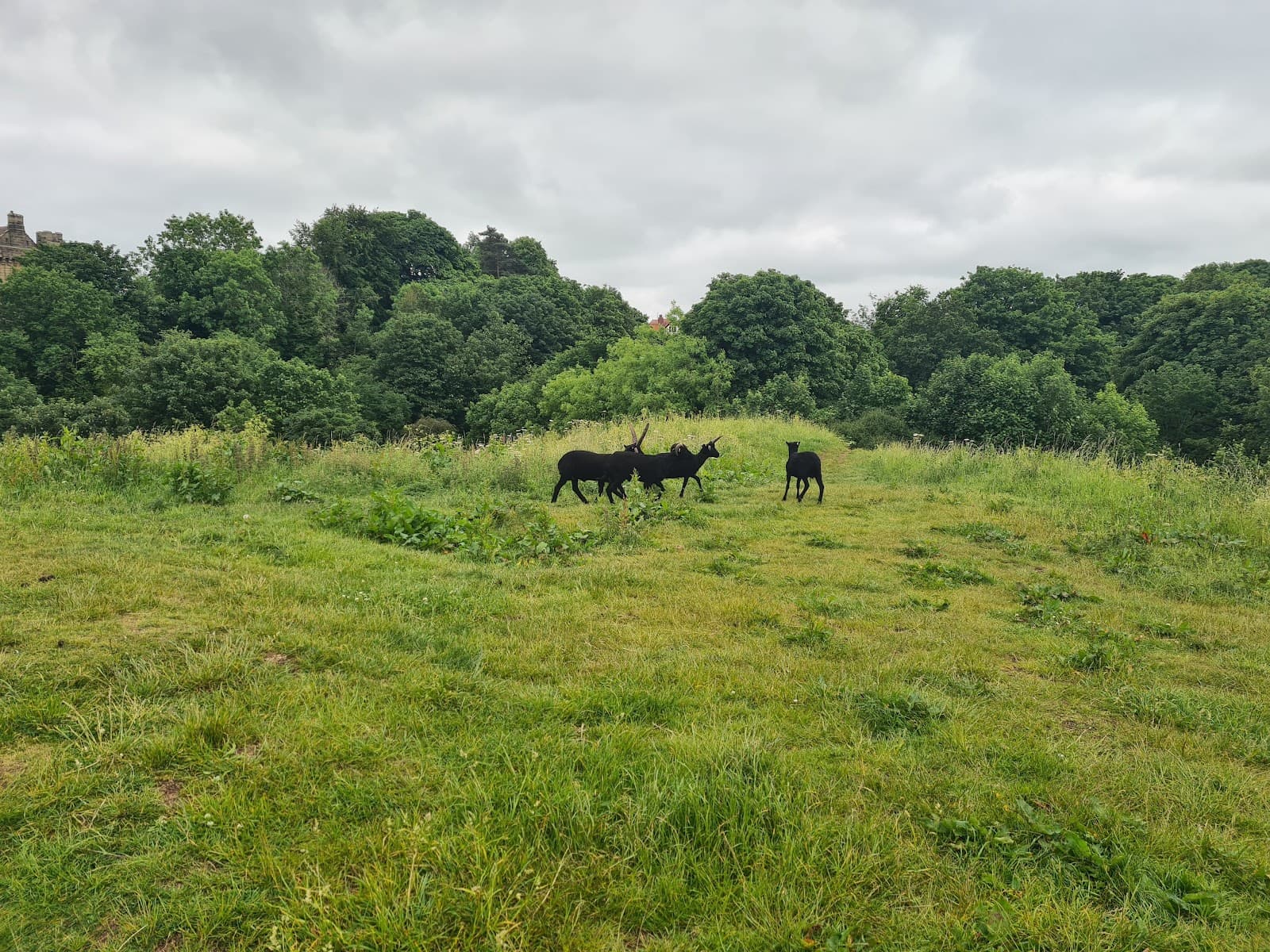 Ha' Hill Motte - Image 1