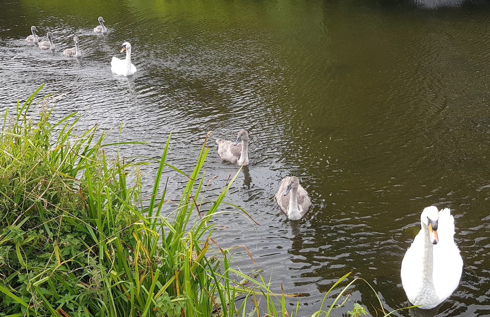 Grantham Canal Gamston stretch - Image 1
