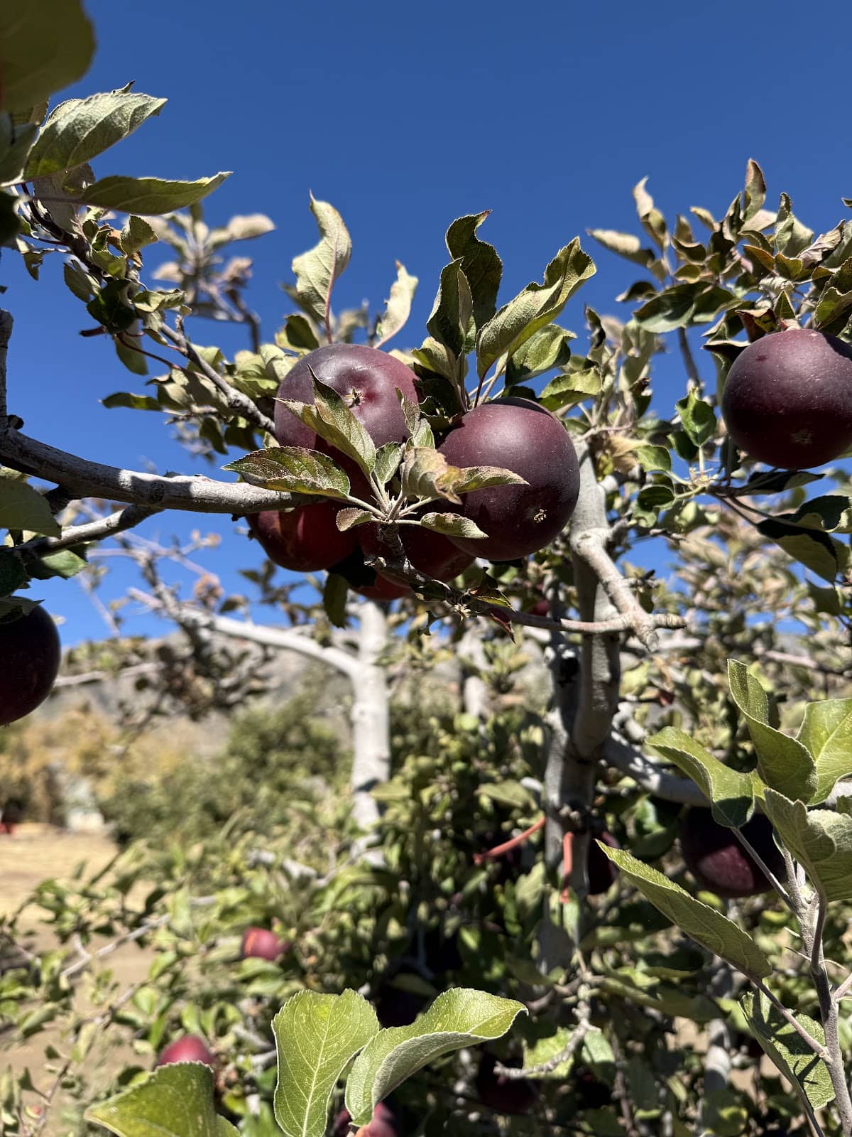 Freshly Pressed Apple Cider