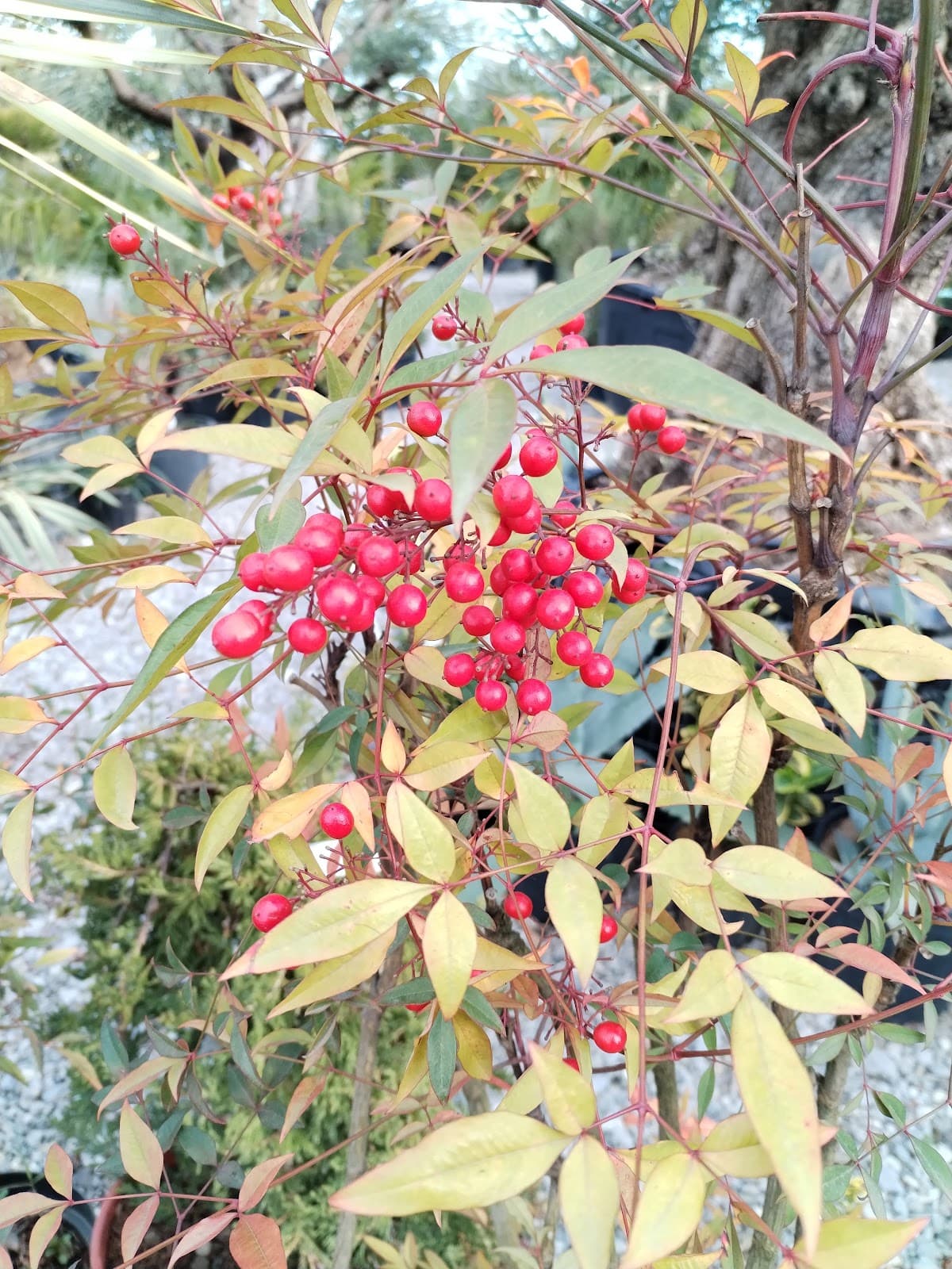 Central Green Market - Image 1