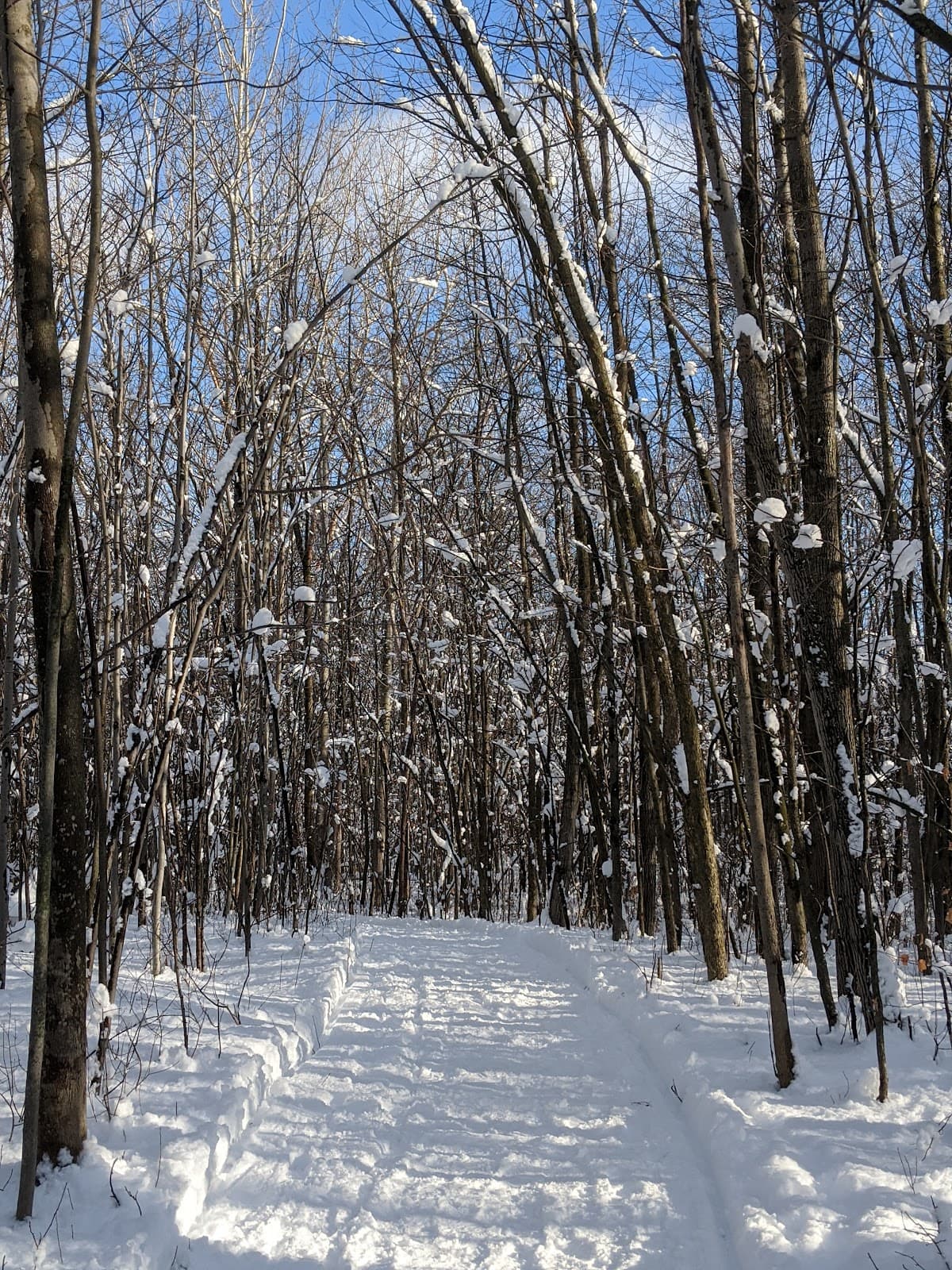 Bois de l’Équerre - Image 1