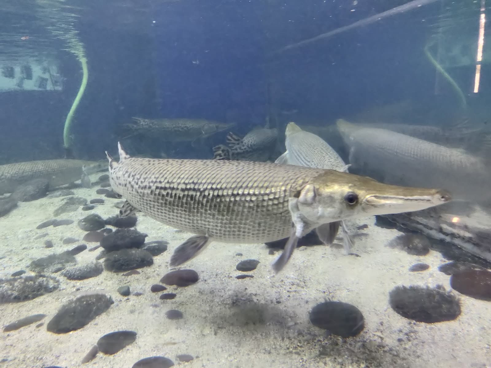 Surat Aquarium Pal - Image 1