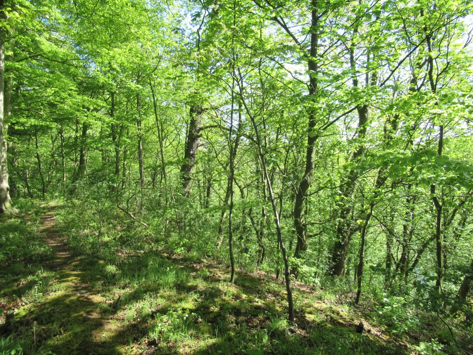 Red Scar and Tunbrook Woods - Image 1