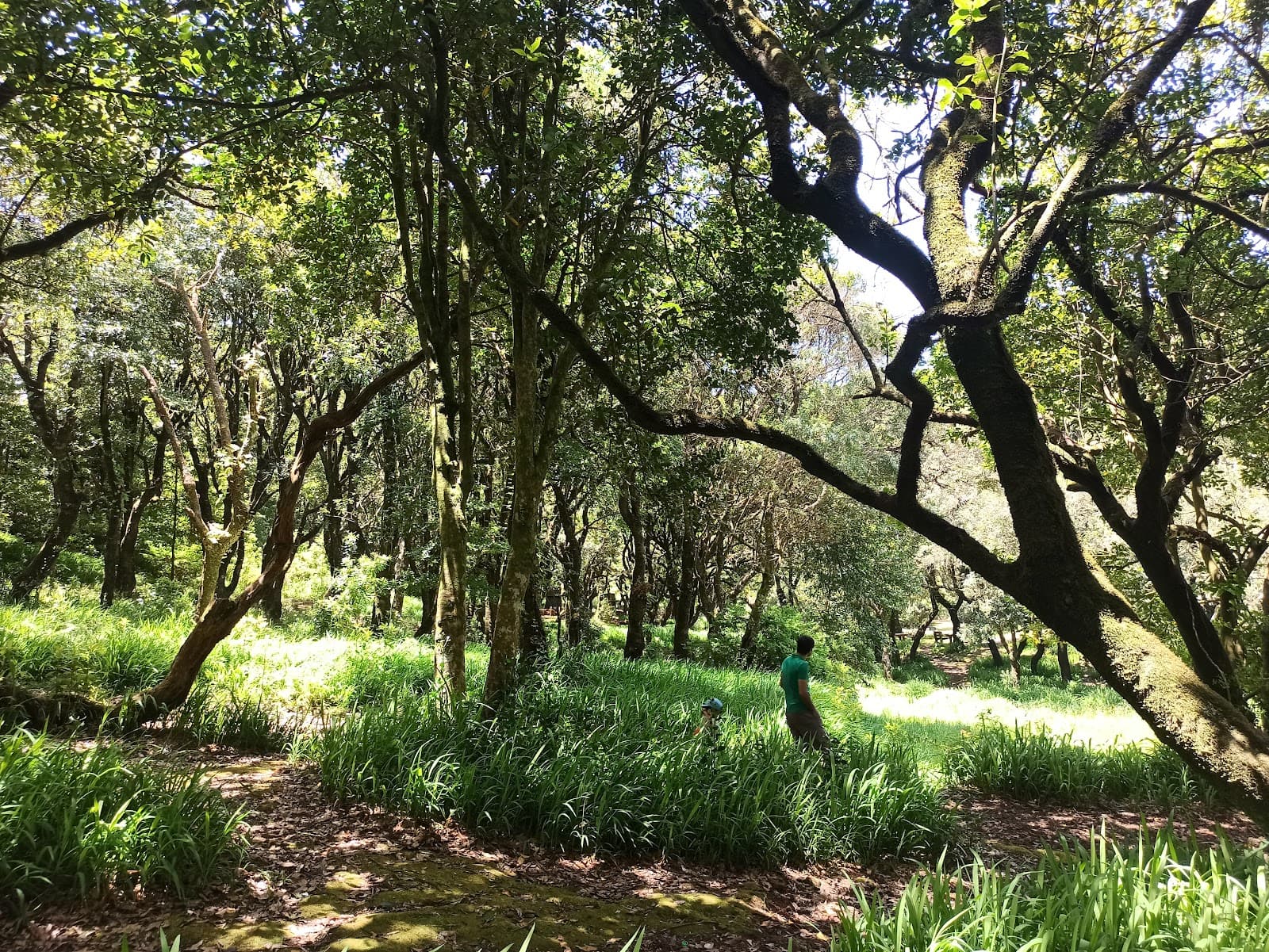 Laurisilva of Madeira - Image 1