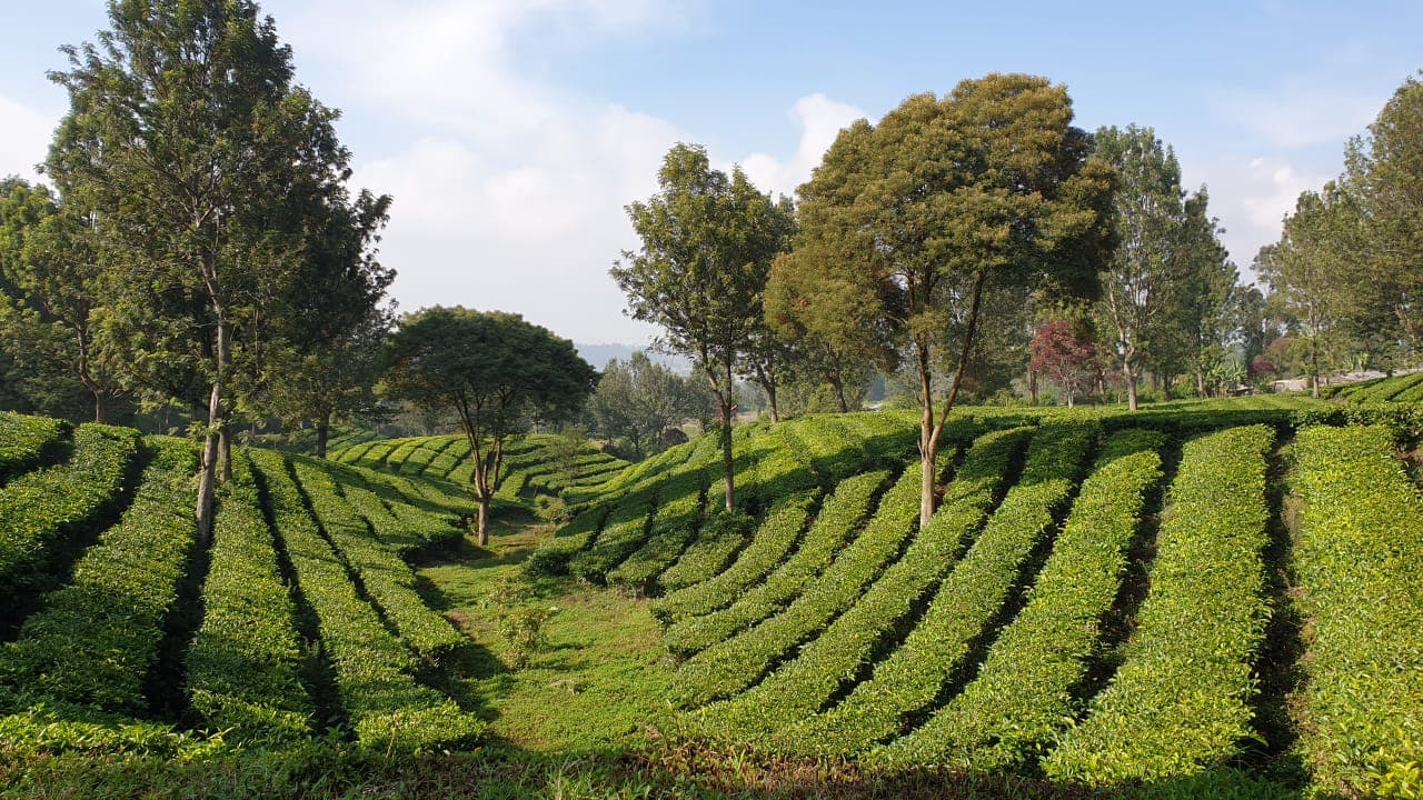 Kebun Teh Sukawana - Image 1