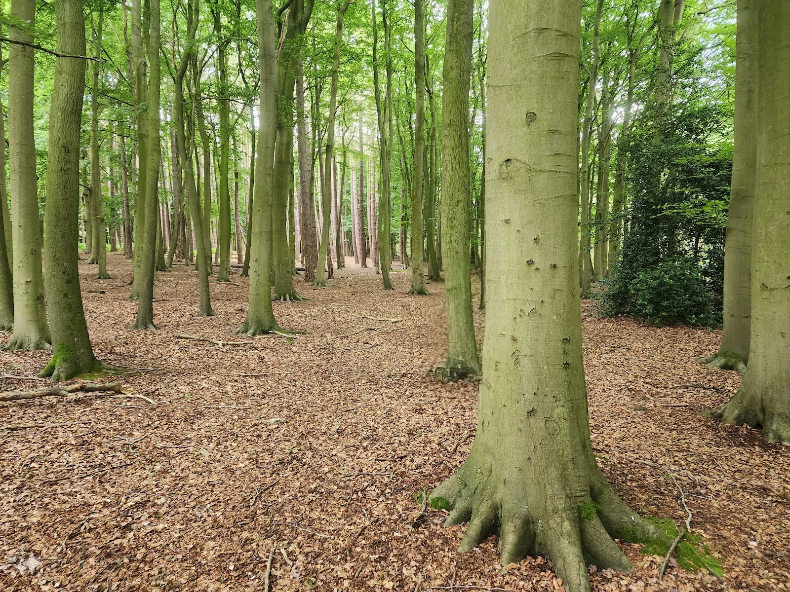 Hopwas Hays Wood - Image 1