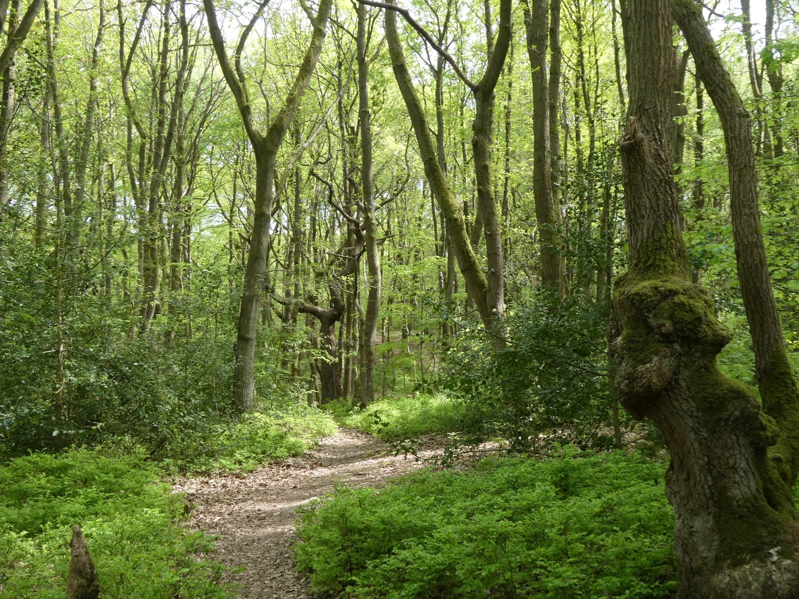 Oldbury Hill and Styants Wood - Image 1