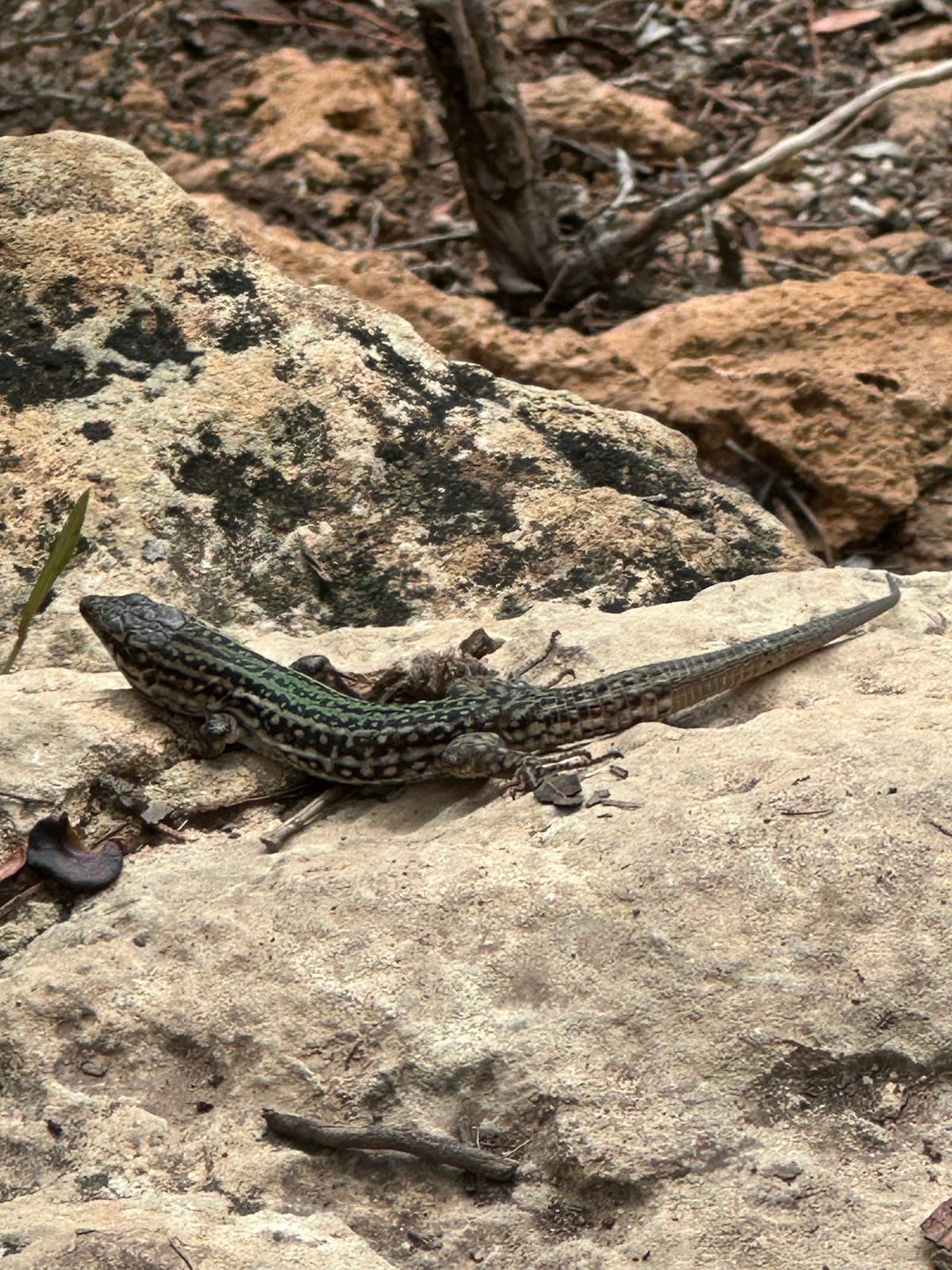 Es Vedrà Viewpoint - Image 1