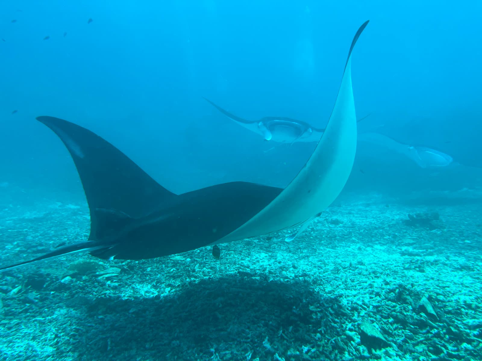 Manta Point Komodo Island - Image 1