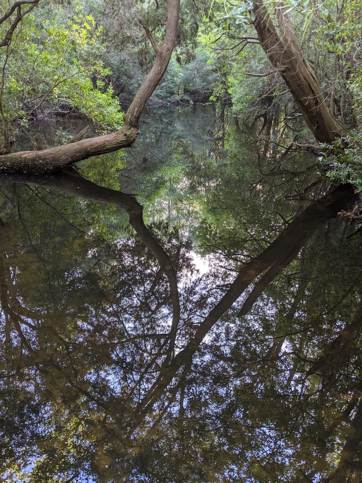 Edward Ball Nature Trail University of West Florida - Image 1