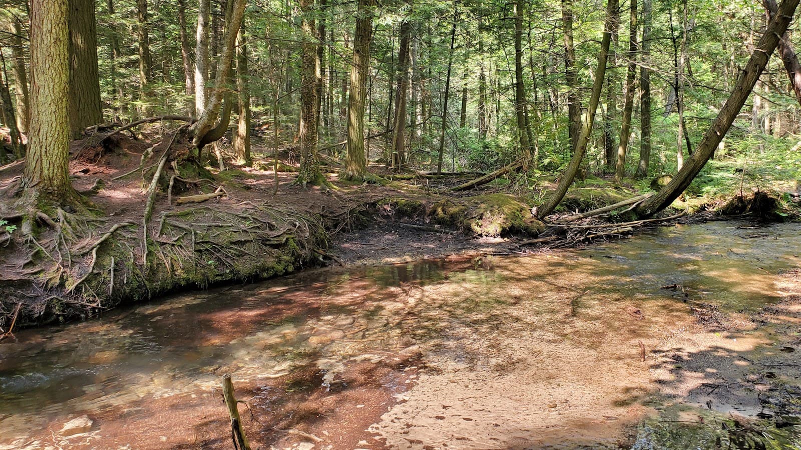 Hollidge Tract, York Regional Forest - Image 1