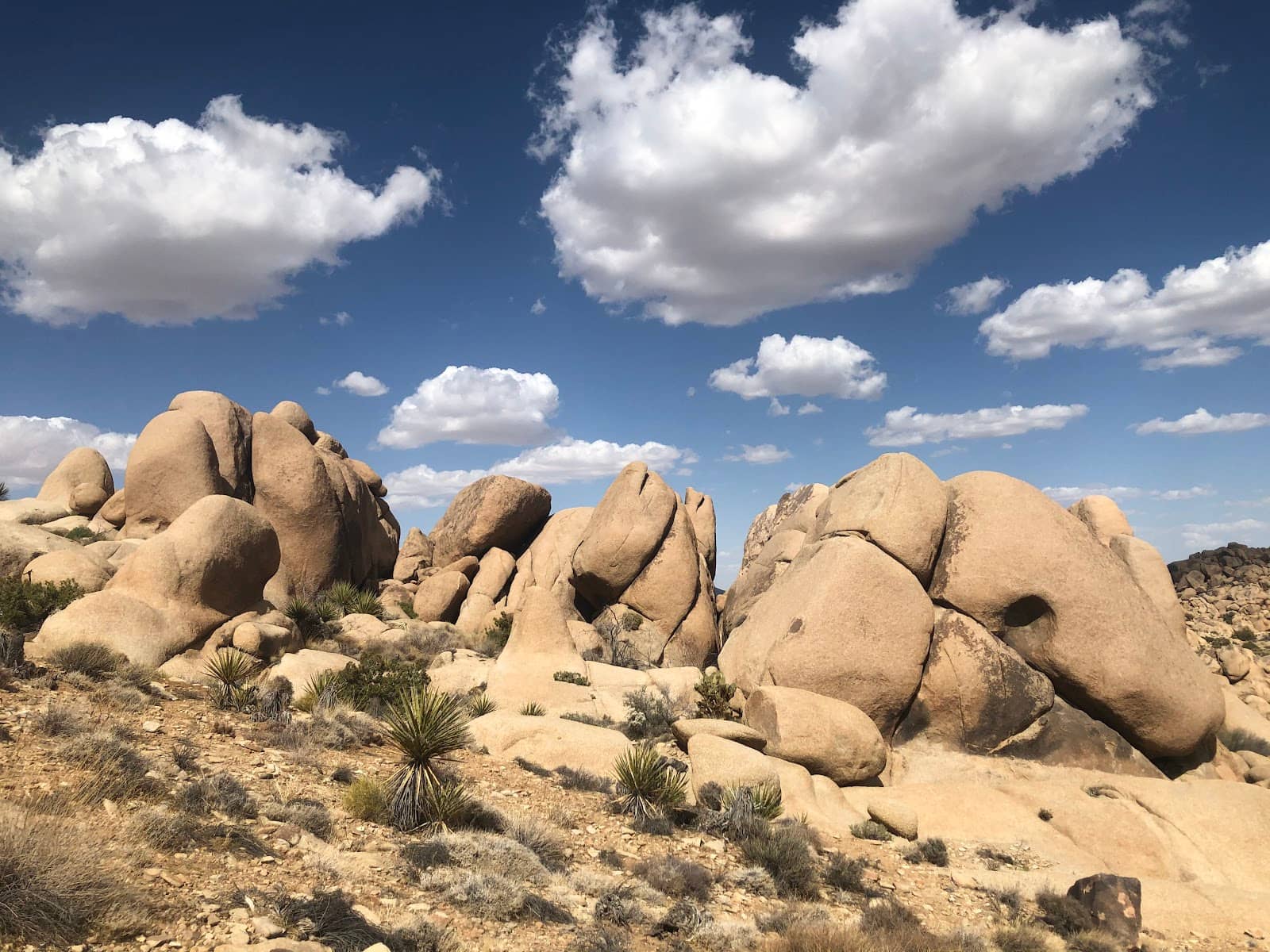 Desert Flora and Fauna