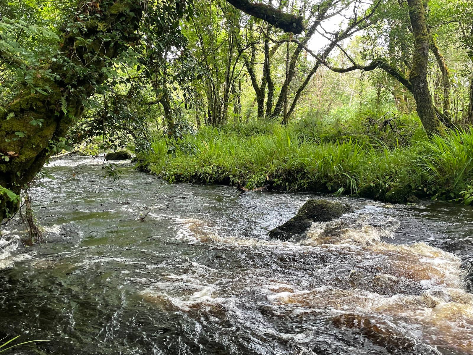 Reforestation Project