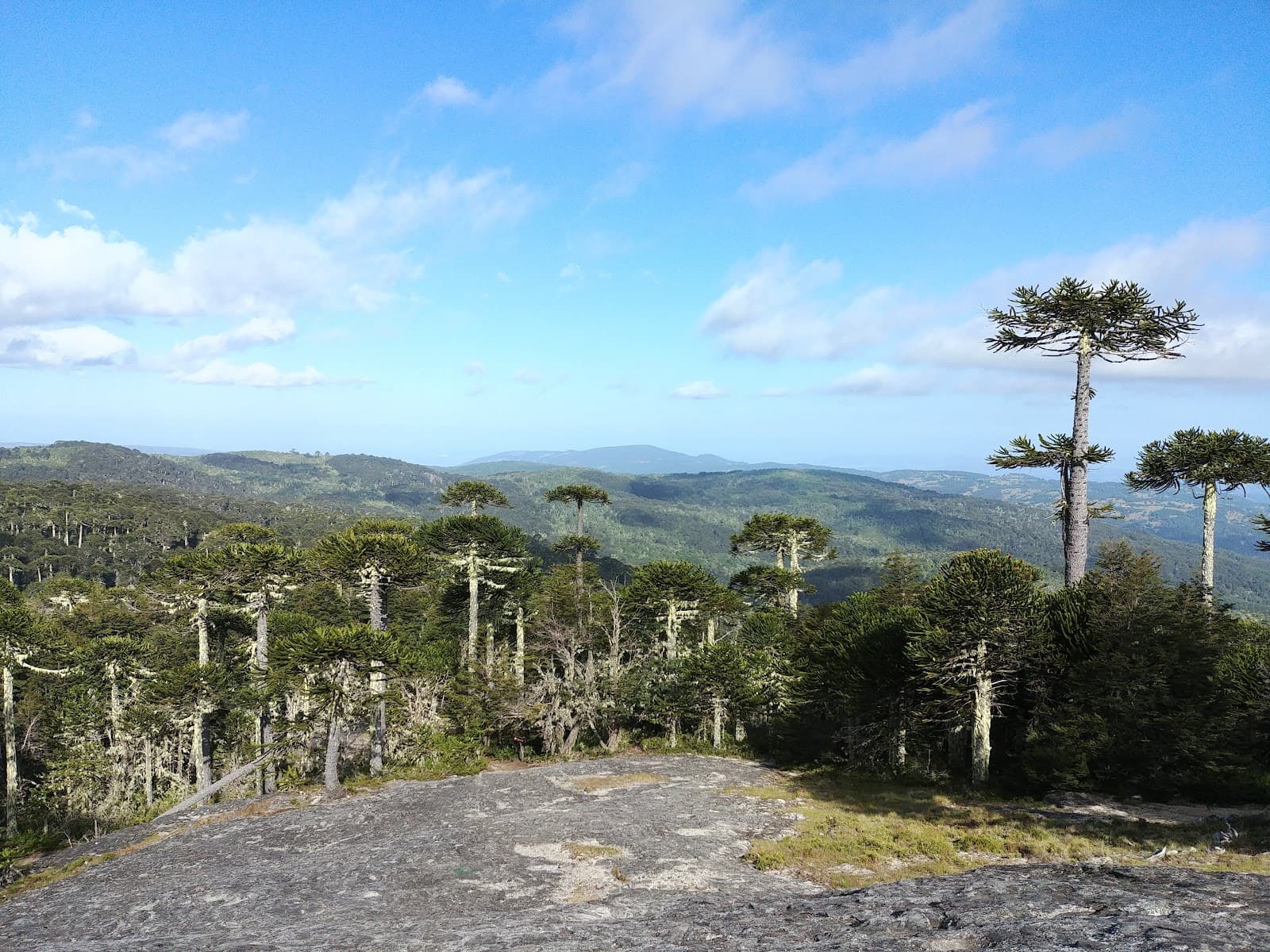 Parque Nacional Nahuelbuta - Image 1