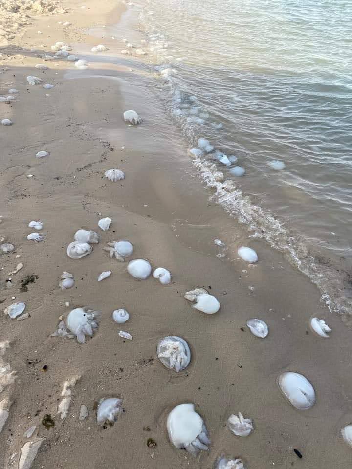 Half Moon Bay - Image 1