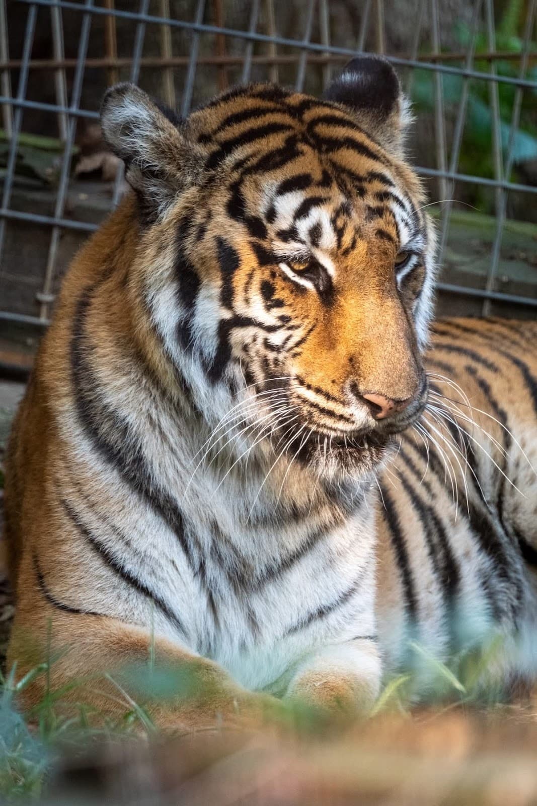 Crown Ridge Tiger Sanctuary - Image 1