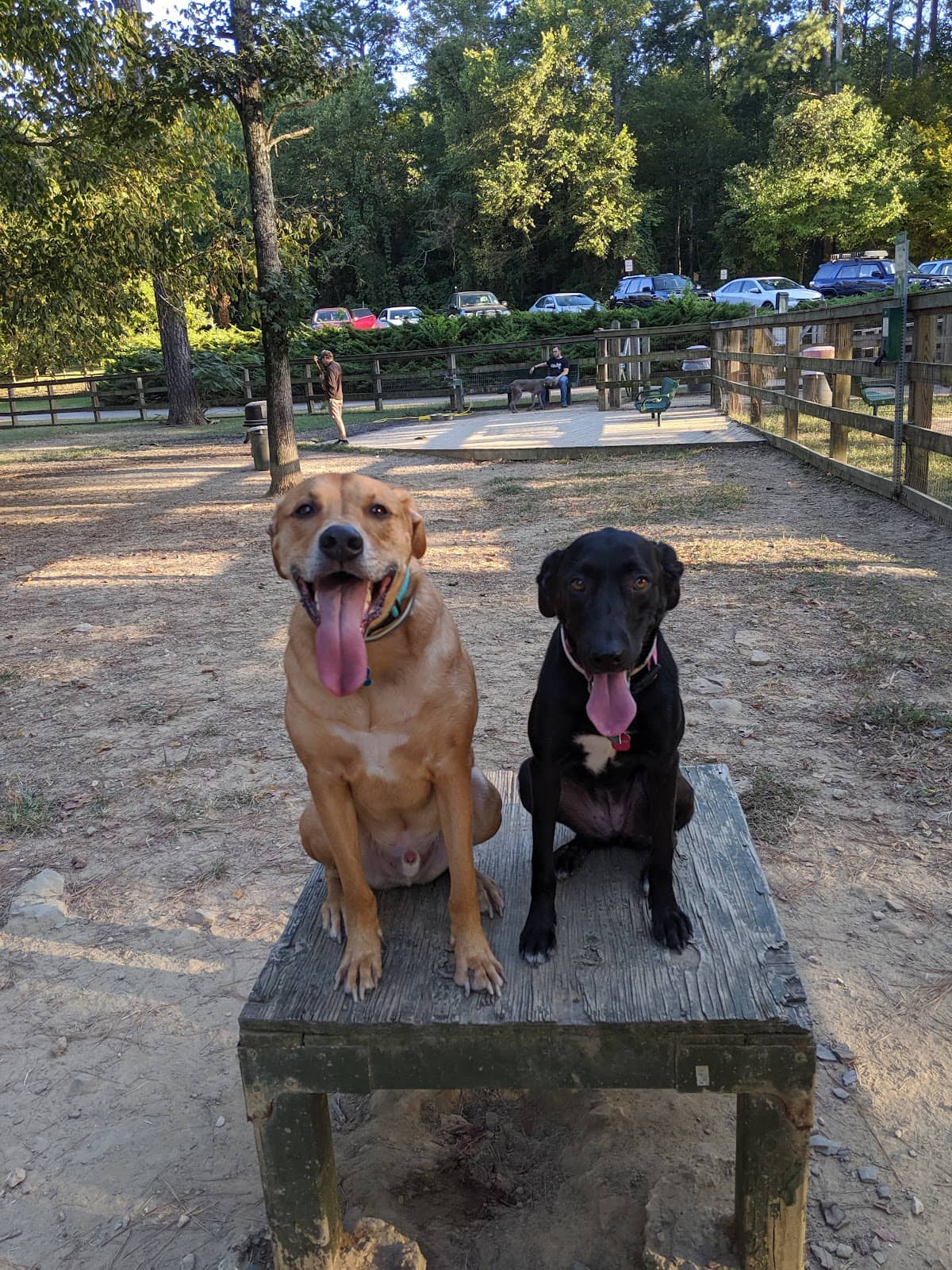 Spacious Dog Play Areas